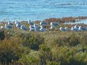2015-09-30 11-51-21 Ile d'Arz MBo